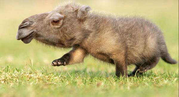 Birazck photoshop'la srad hayvanlar oluturmak mmkn... te Photoshop icad hayvanlar...