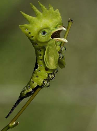 Birazck photoshop'la srad hayvanlar oluturmak mmkn... te Photoshop icad hayvanlar...