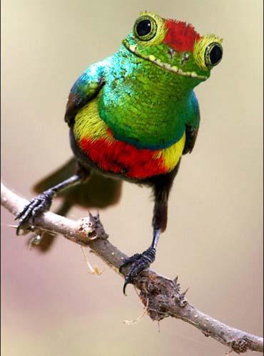 Birazck photoshop'la srad hayvanlar oluturmak mmkn... te Photoshop icad hayvanlar...