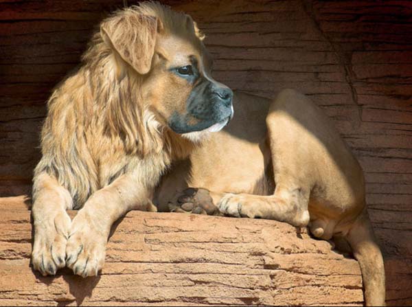 Birazck photoshop'la srad hayvanlar oluturmak mmkn... te Photoshop icad hayvanlar...