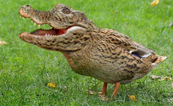 Birazck photoshop'la srad hayvanlar oluturmak mmkn... te Photoshop icad hayvanlar...