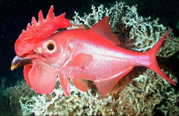 Birazck photoshop'la srad hayvanlar oluturmak mmkn... te Photoshop icad hayvanlar...