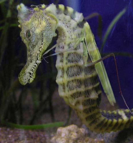 Birazck photoshop'la srad hayvanlar oluturmak mmkn... te Photoshop icad hayvanlar...