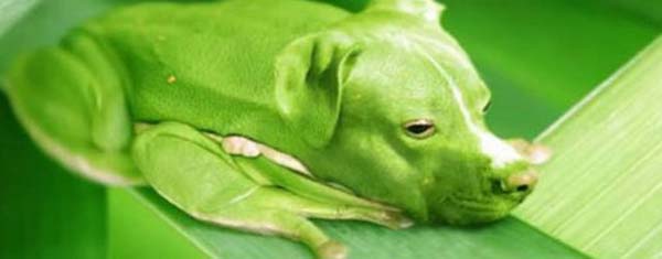 Birazck photoshop'la srad hayvanlar oluturmak mmkn... te Photoshop icad hayvanlar...