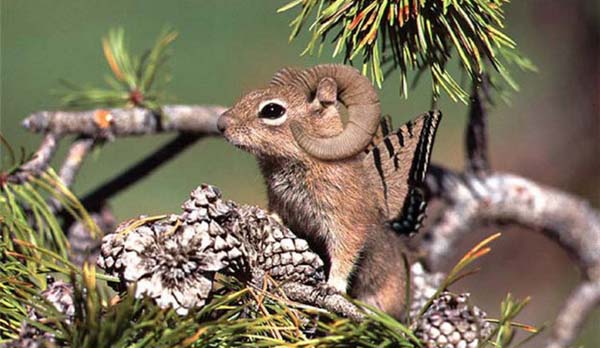 Birazck photoshop'la srad hayvanlar oluturmak mmkn... te Photoshop icad hayvanlar...