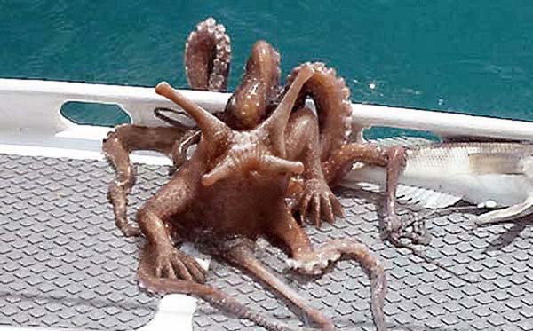 Birazck photoshop'la srad hayvanlar oluturmak mmkn... te Photoshop icad hayvanlar...