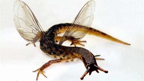 Birazck photoshop'la srad hayvanlar oluturmak mmkn... te Photoshop icad hayvanlar...