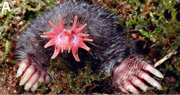 28. Yldz Burunlu Kstebek