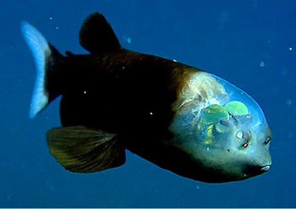 23. Barreleye