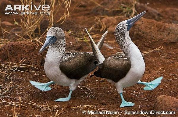 35. Mavi Ayakl Smsk Kuu