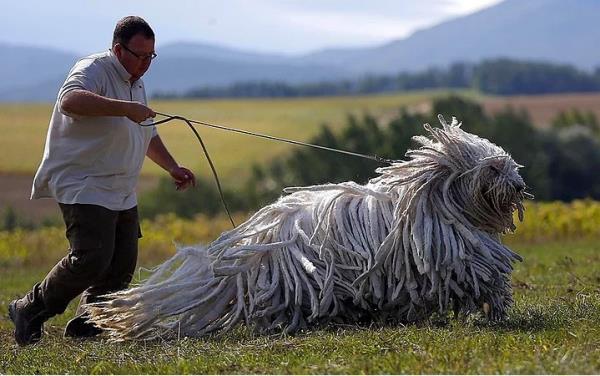 31. Bergamasco obankpei