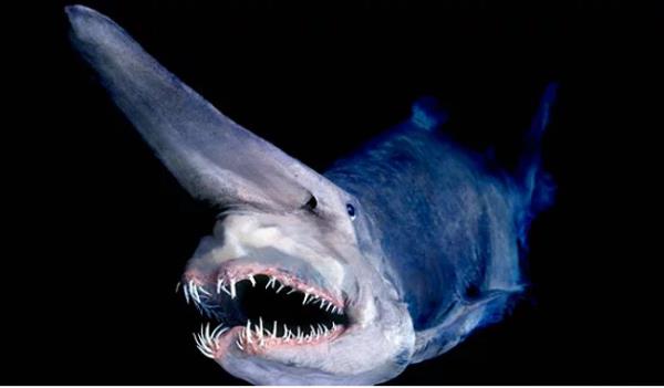 25. Gulyabani Kpekbal