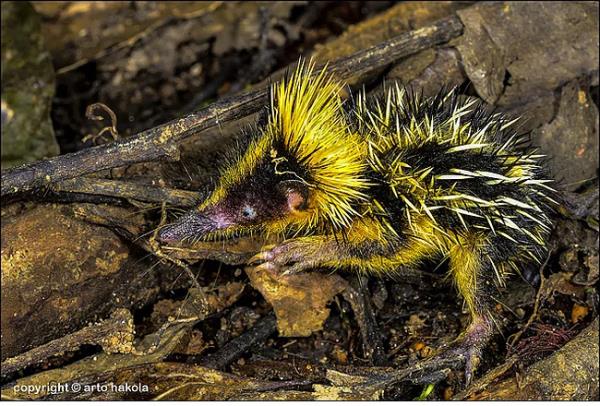 15. Lowland izgili Tenrei