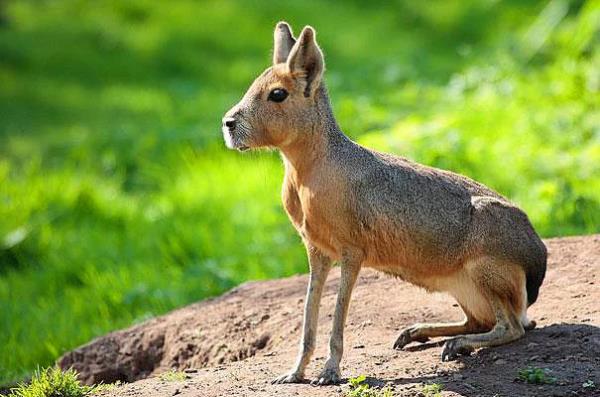 32. Patagonian Mara