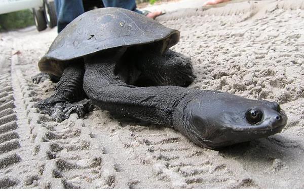 8. Uzun Boyunlu Dou Kaplumbaas