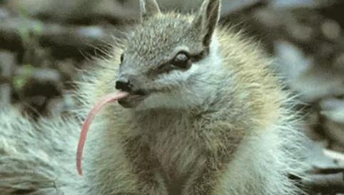 12. Keseli Karncayiyen