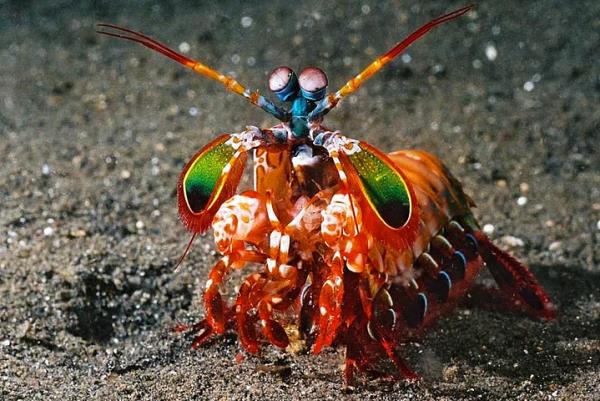 27. Peygamberdevesi Karidesi