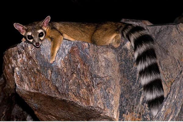 13. Halkal Kuyruklu Kedi