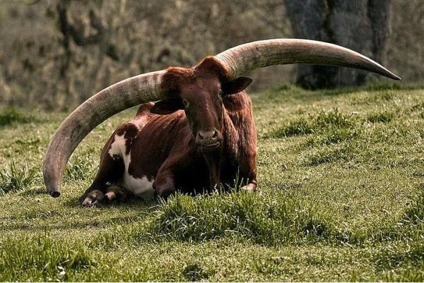 33. Ankole-Watusi