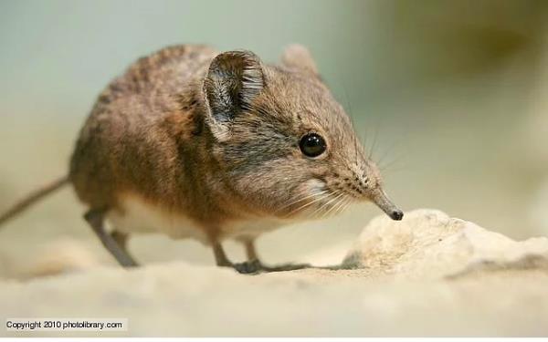 38. Fil Sivri Fareleri