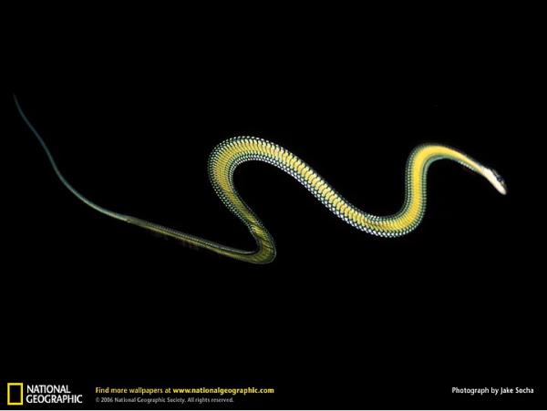 11. Chrysopelea (Uan Ylan)