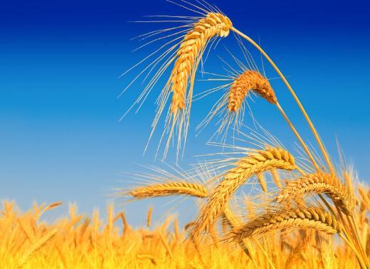 Ekmein sadece buday unu, maya, tuz ve su karmyla retilmesini ngren dzenleme 1 Temmuz'da yrrle girecek.