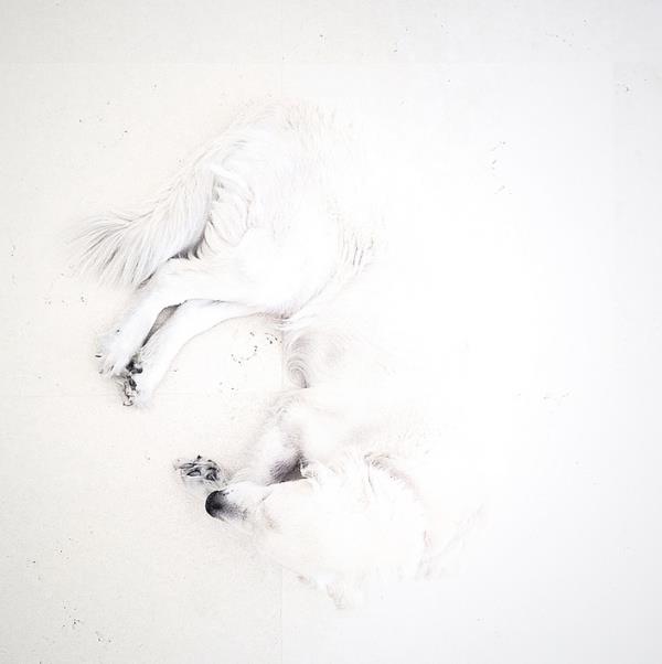 <br><b>Teddy Cohen, Tel Aviv, Israil.</b></br>  Hayvanlar Kategorisi 3.'lk dl