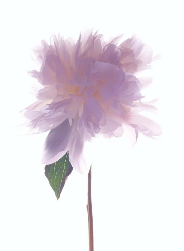 <br><b>Monica Ganter, Glenside, ABD.</b></br>  iek kategorisi 3.'lk dl