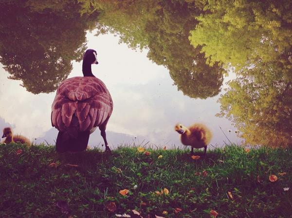 <br><b>Naomi Wu, New Taipei City, Tayvan.</b></br>  Hayvanlar Kategorisi 2.'lik dl