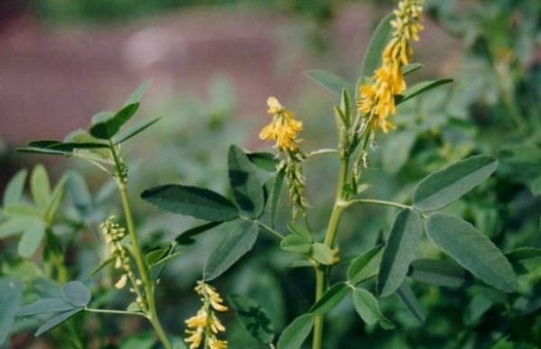 <br><b>Kokulu Yonca</b></br>  Deride enflamasyon, varis, duyarszlama, bacaklarda ani ikinlik oluursa derhal doktora bavurulmaldr.