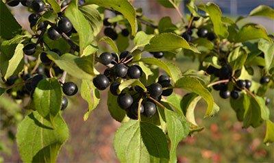 <br><b>Akdiken (Cehri)</b></br>  Uzun sreli kullanm zellikle potasyum kaybna neden olabilir. Hamilelik ve emzirme dneminde kullanlmamaldr. Yksek dozda kullanm bbrek iritasyonuna neden olabilir.