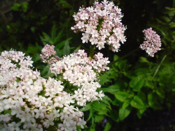 <br><b>Kediotu</b></br>  El titremesi, bitkinlik, kramp, gs skmas gibi durumlara yol at grlebilir.