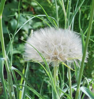 <br><b>Tekeotu</b></br>  Kapsller ve tabletler deiik dozajlarda satlmaktadr. Yksek dozlarda kullanm terlemeye ya da hararete neden olabilir.