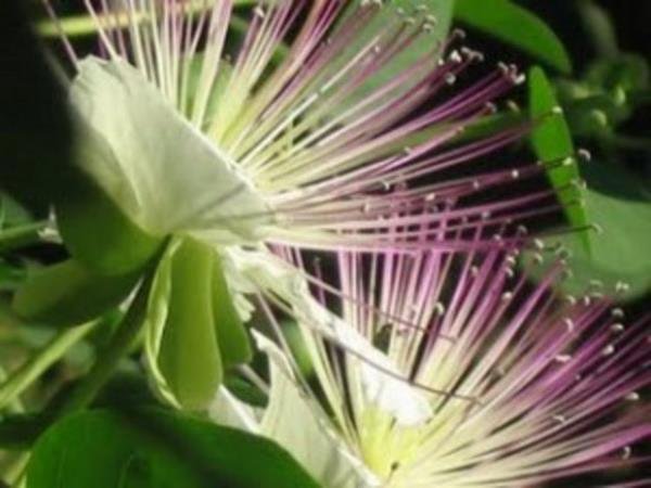 <br><b>Hiyarembe</b></br>  Doz am durumunda kramp benzeri ikayetler ve etki oluabilir. Uzun sreli kullanlmada bata potasyum olmak zere elektrolit kaybna neden olabilir. Bu durum barsak sorunlar, kas gszl, dem ve kemik erimesine neden olabilir.