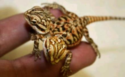 Bir tuhaf koleksiyoncu