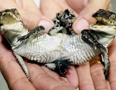 Bir tuhaf koleksiyoncu