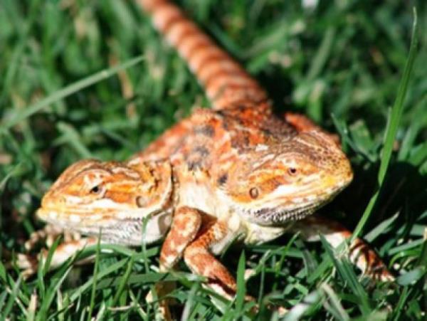 Hyde'n Jeckyl'n parazit ikizi olduunu belirten Ray, "Jeckyl'n yan tarafndan kyor ve hareketleri de snrl" diye konutu. Ray en bata ikilinin kalplerinin ortak olduunu dndklerini, ancak sonradan ayr ayr iki kalp olduunu fark ettiklerini de belirtti.