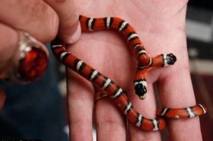 Bir tuhaf koleksiyoncu