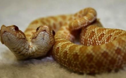 Bir tuhaf koleksiyoncu