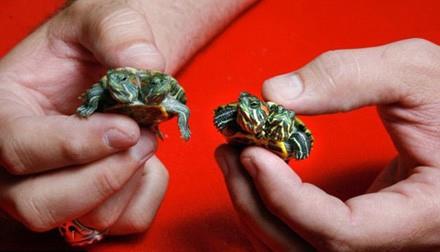 Bir tuhaf koleksiyoncu