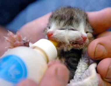 Bir tuhaf koleksiyoncu