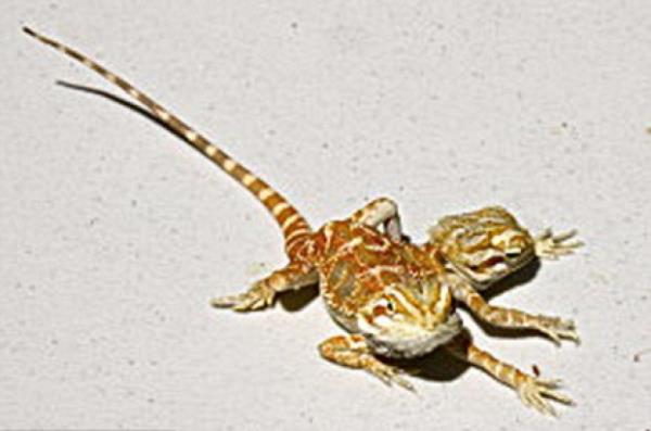 Ray, Huffington Post'a yapt aklamada Jeckyl ve Hyde adn verdii ejderhann be aylk olduklarn belirterek, "San Diego'da byle bir hayvan olduunu duyar duymaz sahipleriyle balant kurdum. Yaklak iki aydr beraberiz" dedi.