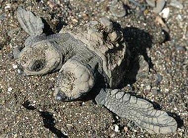 Bir tuhaf koleksiyoncu