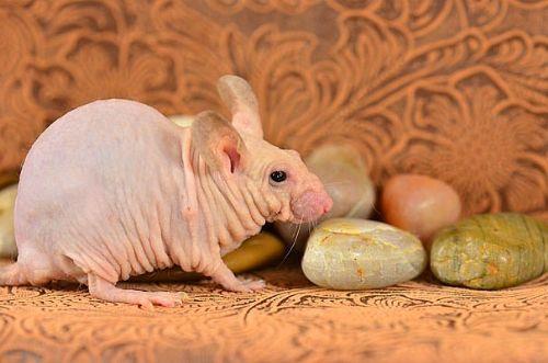 <p><b>9. S��an </b></p>  T�ys�z s��anlar laboratuvar ortam�nda farkl� genlerin kombinasyonuyla olu�turulmu�tur.