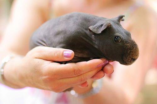 <p><b>7. Hint domuzu</b></p>   Bu hayvan kobay olarak yeti�tirilen t�ys�z bir t�r.