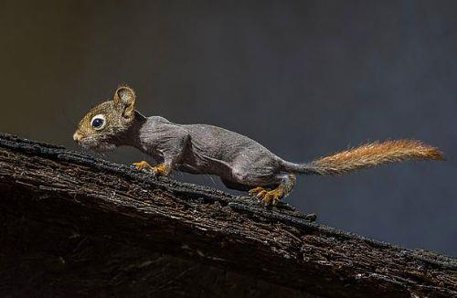 <p><b>6. Sincap </b></p>  T�ys�z sincaplar �ok al���lmad�k bir fenomen de�ildir. Genelde kenelerin sebep oldu�u bir hastal�k sonucu t�ylerini kaybederler.