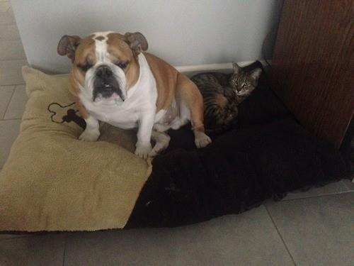 18. 'Bir kedi grdm sanki, hareket ediyor'