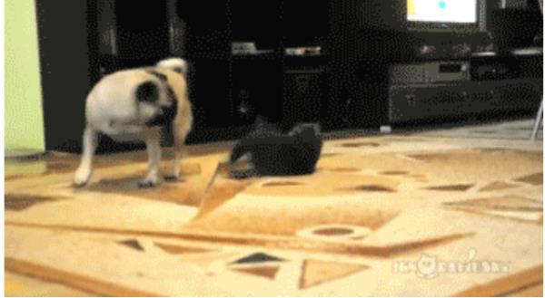 15. 'Evet, biraz daha alman gerekiyor'