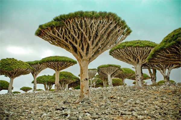 <br><b>Socotra Adas</b></br>  Yemen