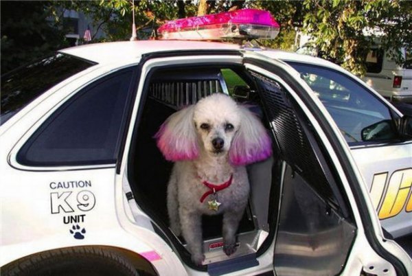 "Dnyaya kadnlar hkmetseydi ne olurdu?" sorusuna yant aradk... Ortaya elenceli kareler kt..